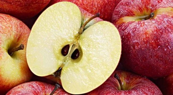 لماذا يضر تناول بذور التفاح بالصحة ؟ …إليكم الجواب