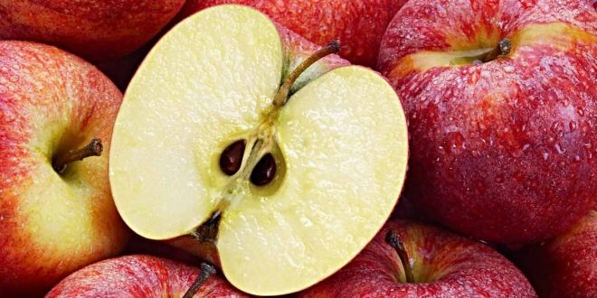 لماذا يضر تناول بذور التفاح بالصحة ؟ …إليكم الجواب
